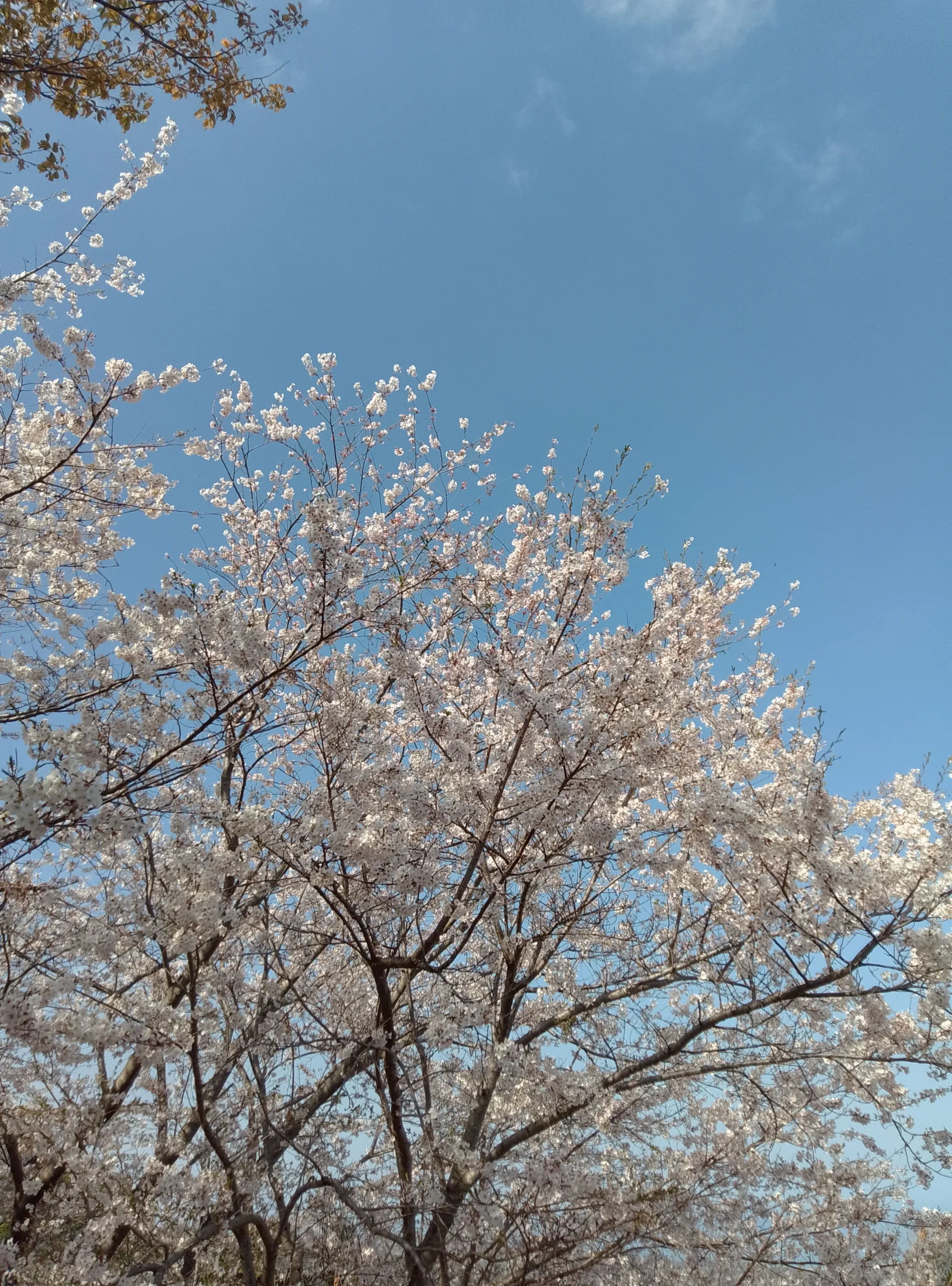 武蔵町の桜🌸 寄ろう会(よろうえ) | 国東つながる暮らし 大分県国東市(くにさきし）